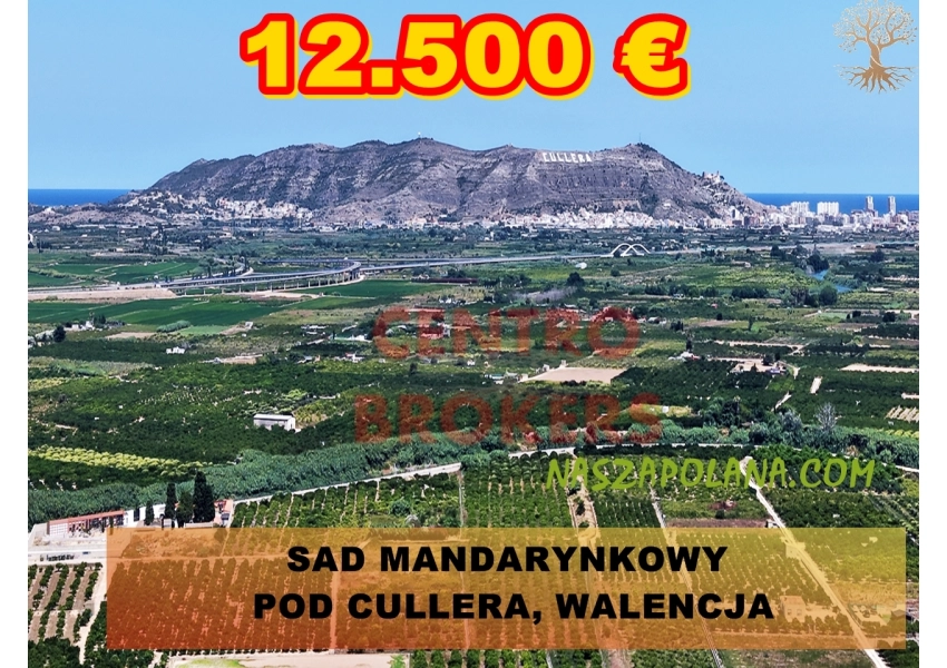 Sad mandarynkowy 2400 m2 Cullera, Walencja